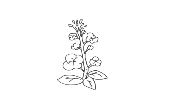 春天的花朵简笔画 一朵田野里金灿灿的油菜花