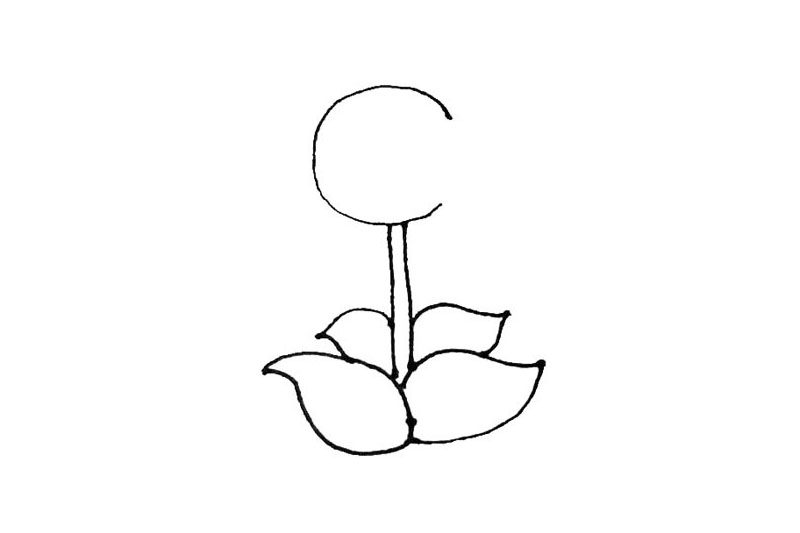 豌豆射手简笔画画法步骤
