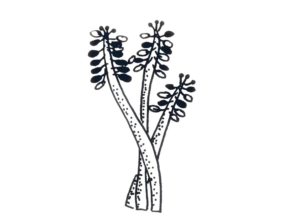 一组小植物简笔画图片