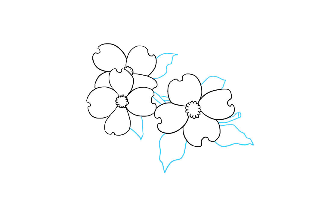如何画山茱萸花简笔画