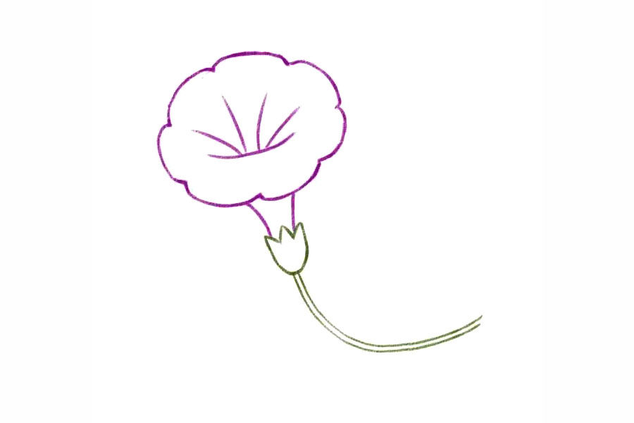 简单几笔画一朵美丽的牵牛花