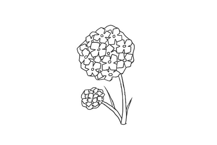 绣球花简笔画画法步骤