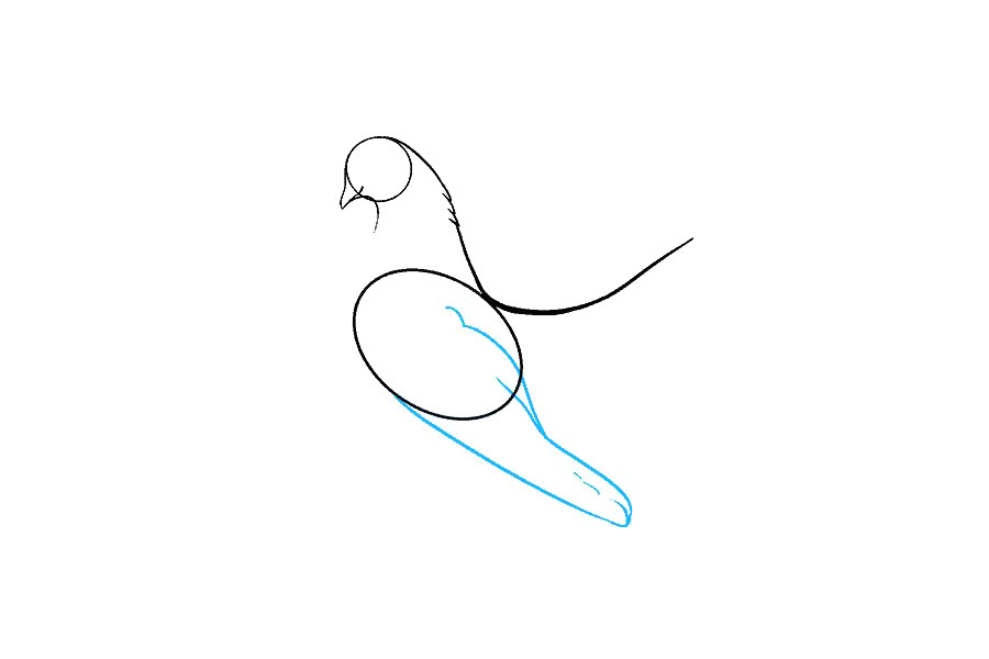 鸽子怎么画