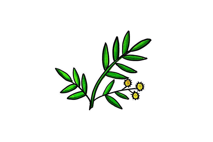 含羞草怎么画