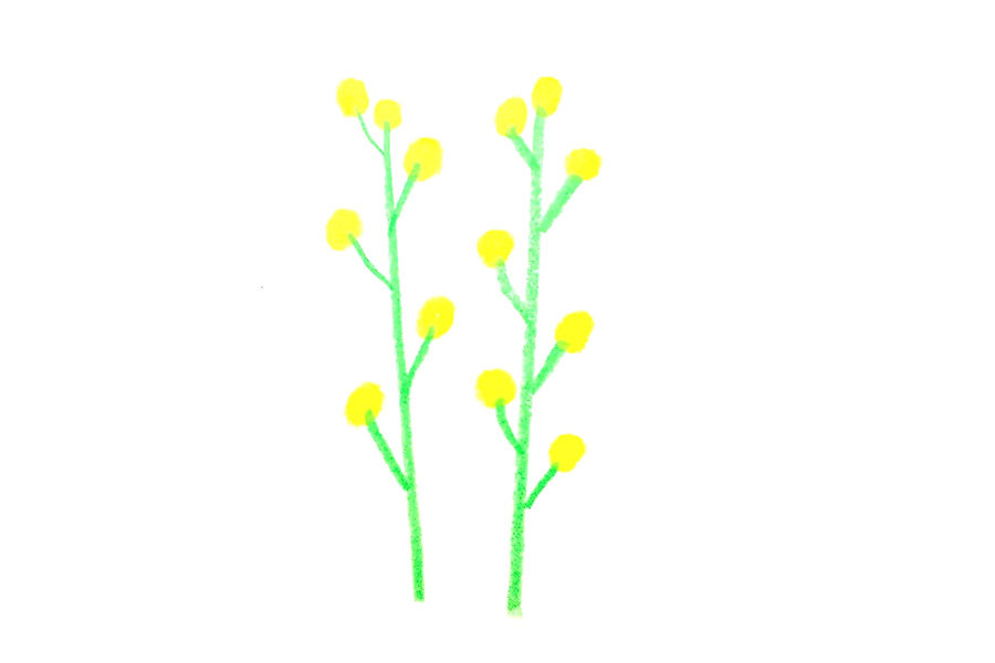 春天的花朵 油菜花的简单画法步骤