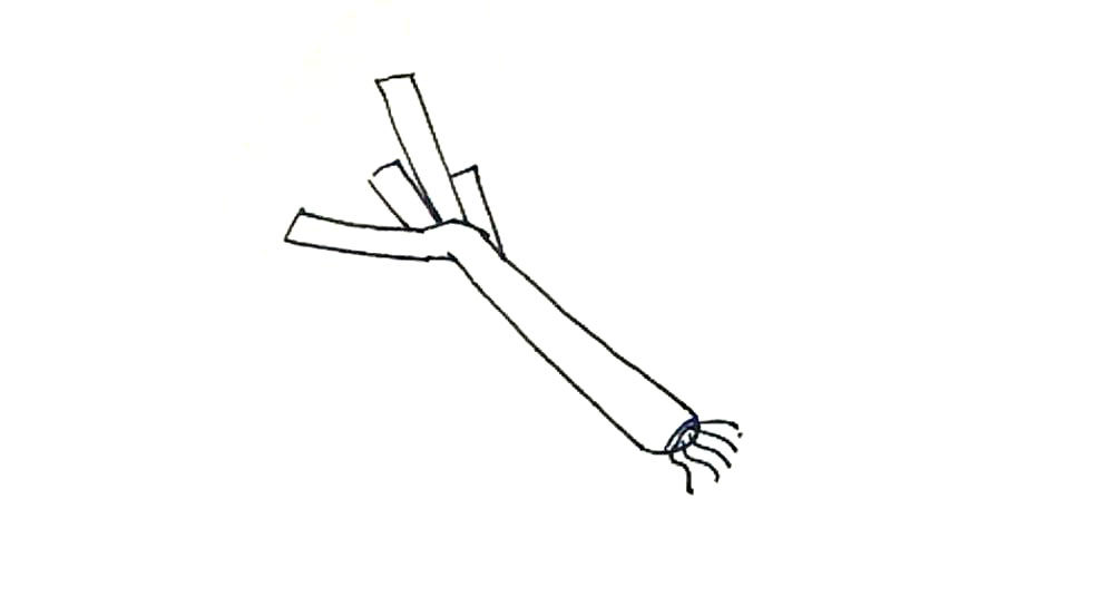 大葱简笔画怎么画