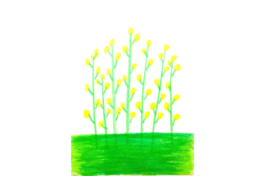 春天里一片油菜花怎么画