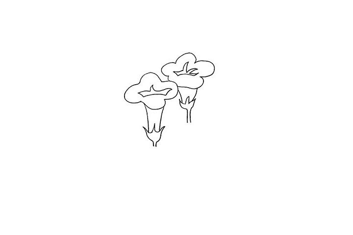 牵牛花简笔画画法步骤