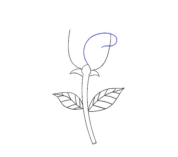 如何画一朵简单的玫瑰花