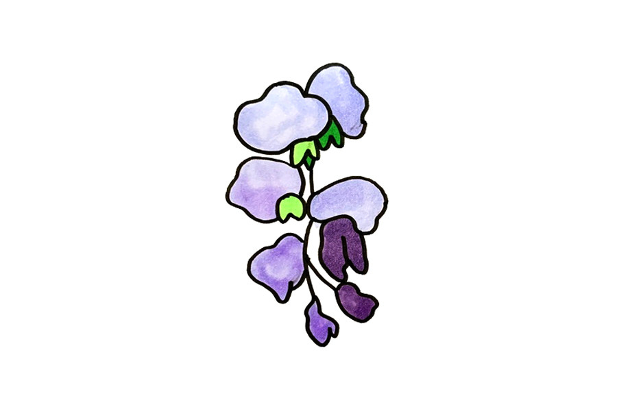 紫藤花怎么画