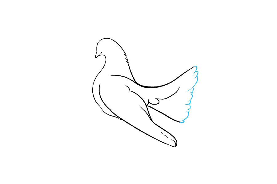鸽子怎么画