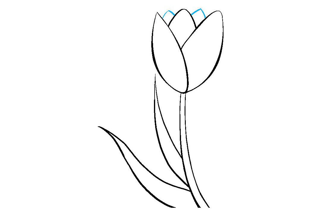 如何画郁金香简笔画