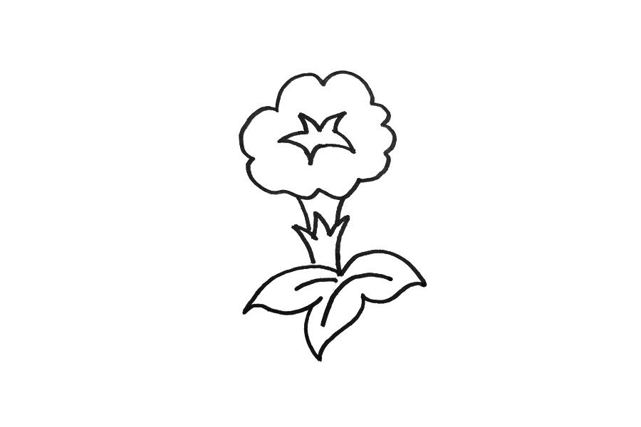 简笔画牵牛花的画法步骤
