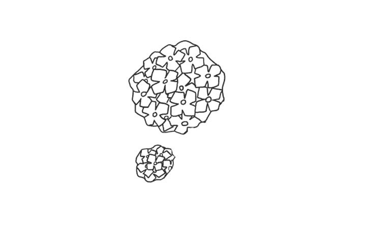 绣球花简笔画画法步骤