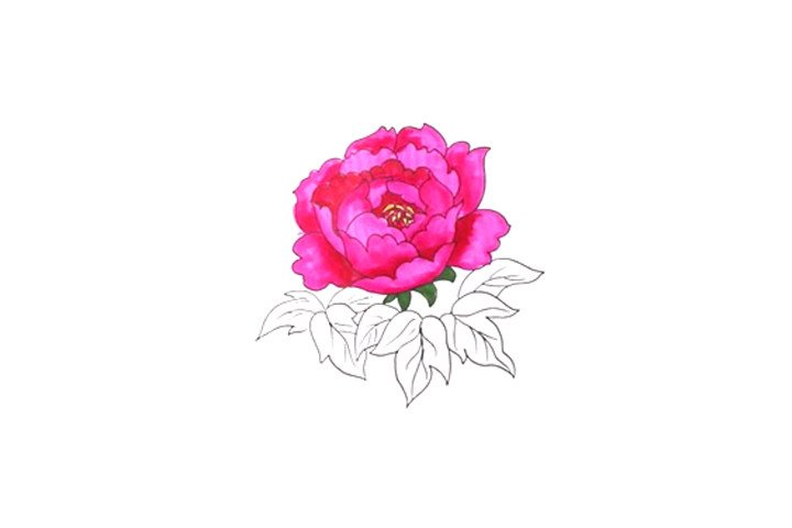 一步一步学画简笔画牡丹花