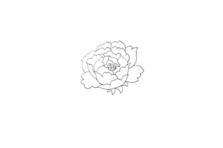 一步一步学画简笔画牡丹花