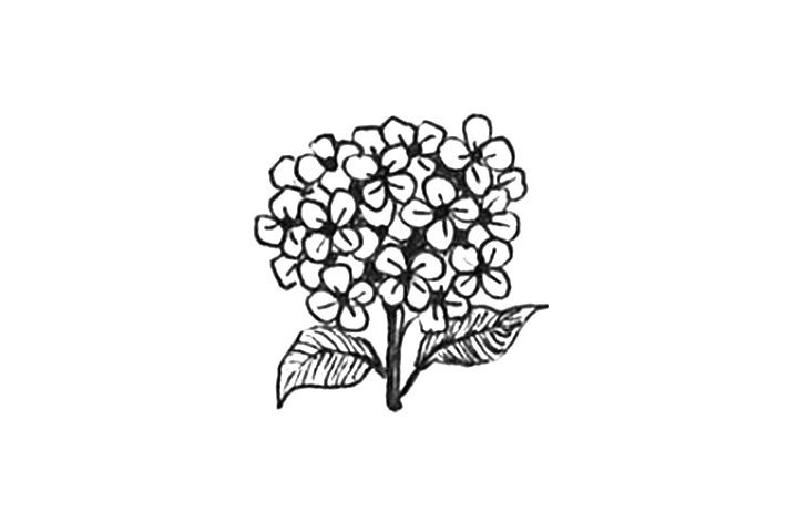 23种漂亮小花简笔画图片