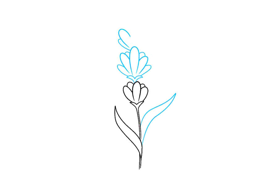 如何画薰衣草