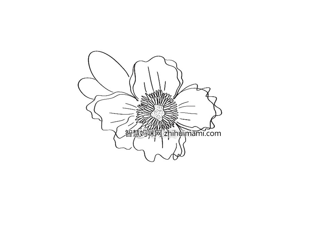 一朵漂亮的花花简笔画画法步骤