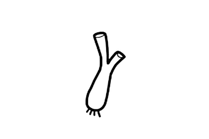 大葱简笔画画法步骤