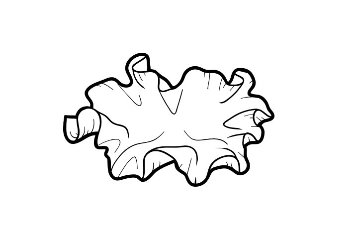 各种野生菌的画法