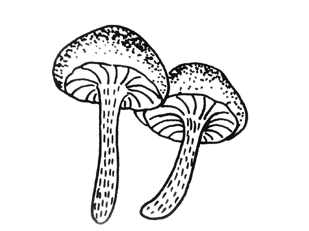一组小植物简笔画图片