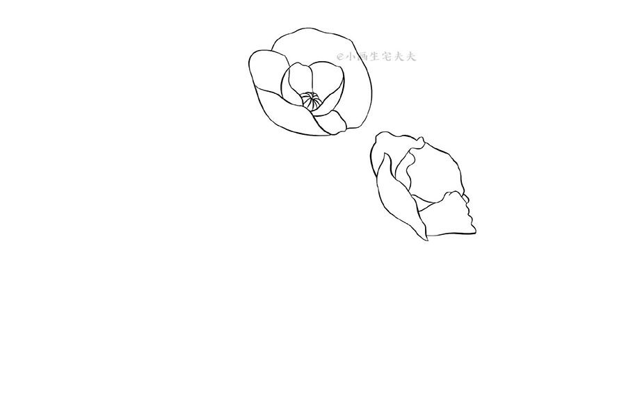 画一株代表死亡的罂粟花 禁毒日简笔画绘画素材