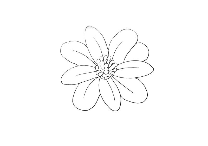花朵简笔画画法步骤