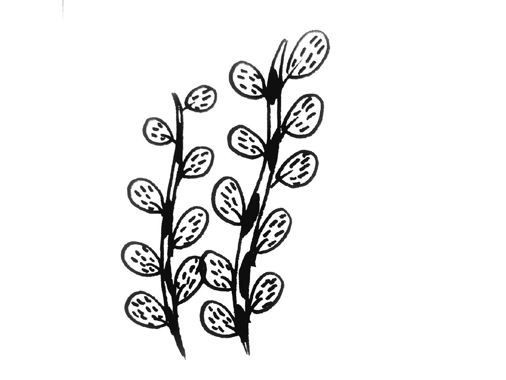 一组小植物简笔画图片