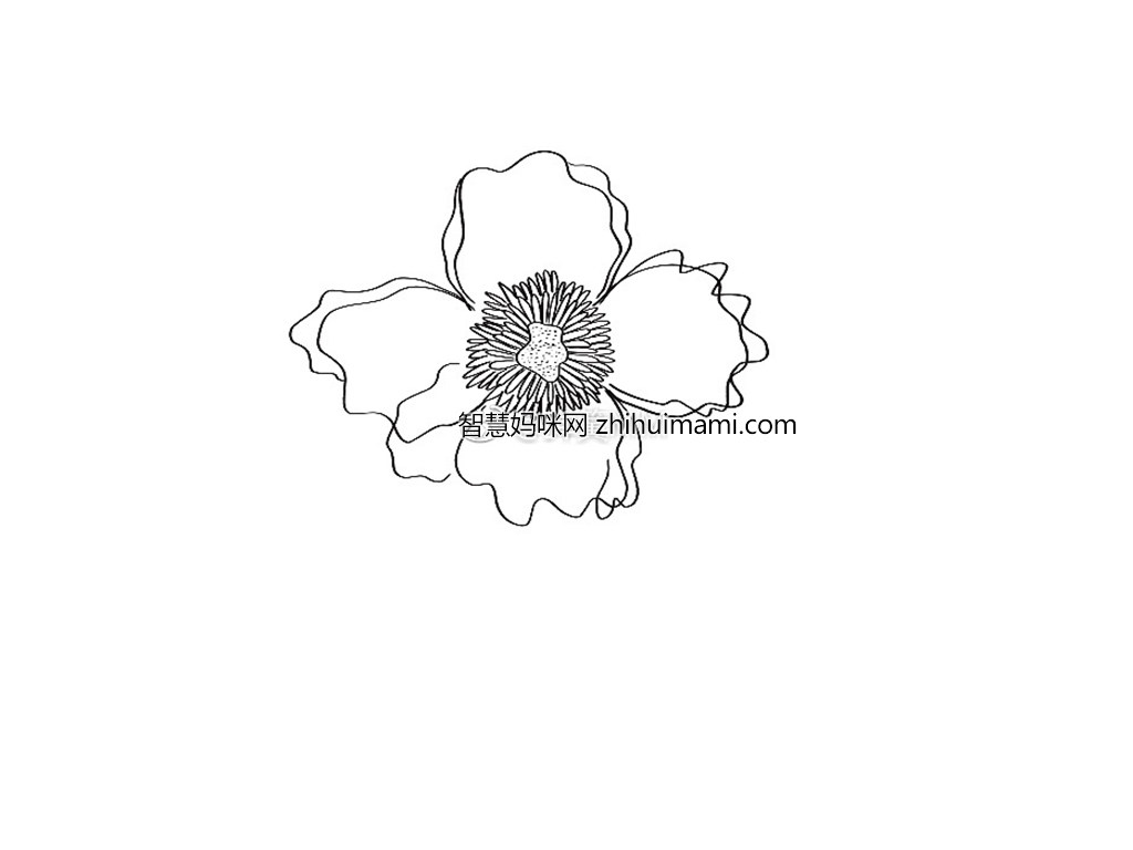 一朵漂亮的花花简笔画画法步骤