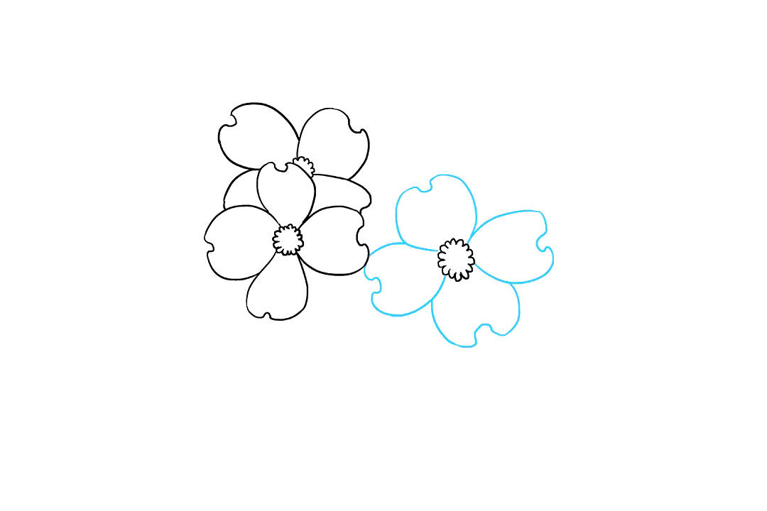 如何画山茱萸花简笔画