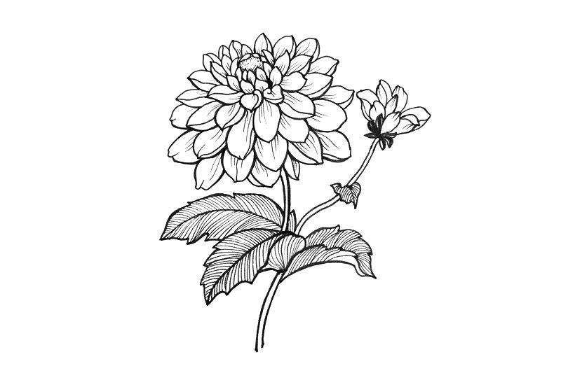一组漂亮的小花简笔画图片
