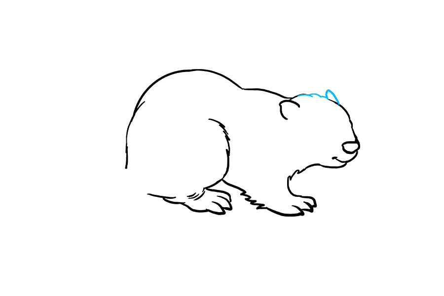 如何画海狸