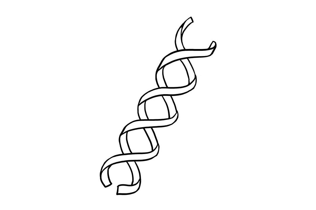 生物DNA怎么画