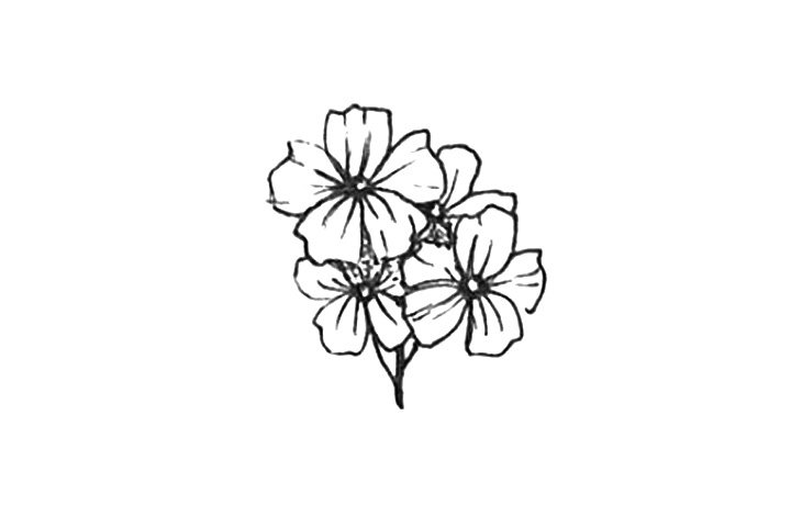 23种漂亮小花简笔画图片