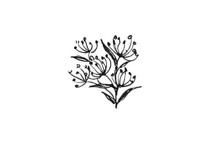 23种漂亮小花简笔画图片