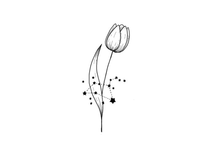 鲜花简笔画之十二星座与鲜花