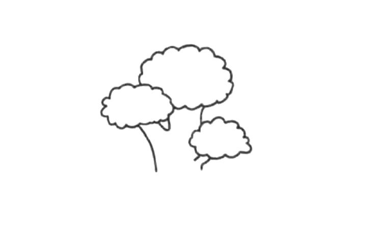 清新绿植简笔画 白松怎么画