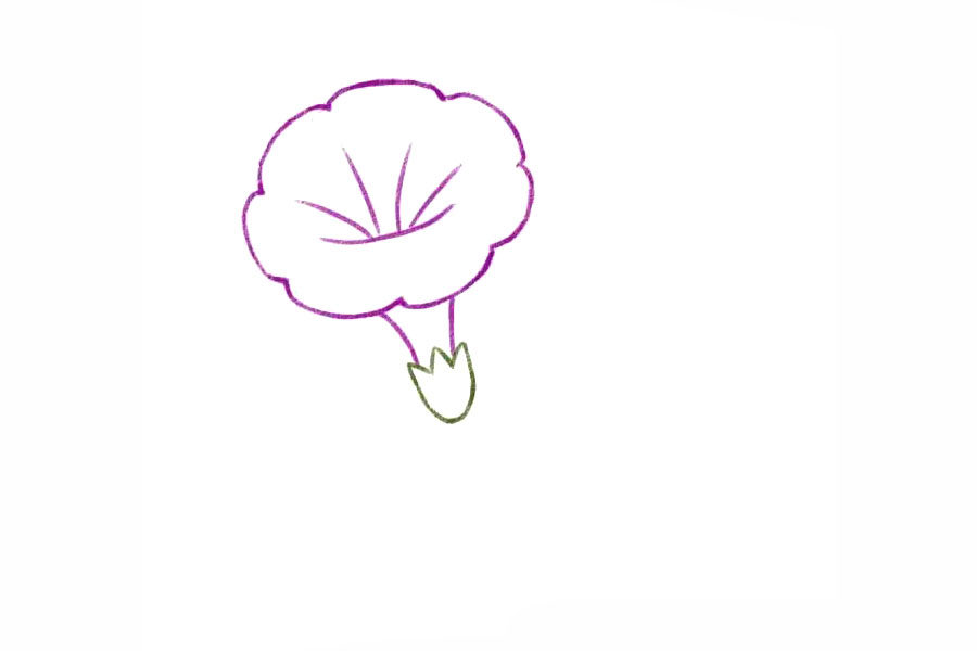 简单几笔画一朵美丽的牵牛花