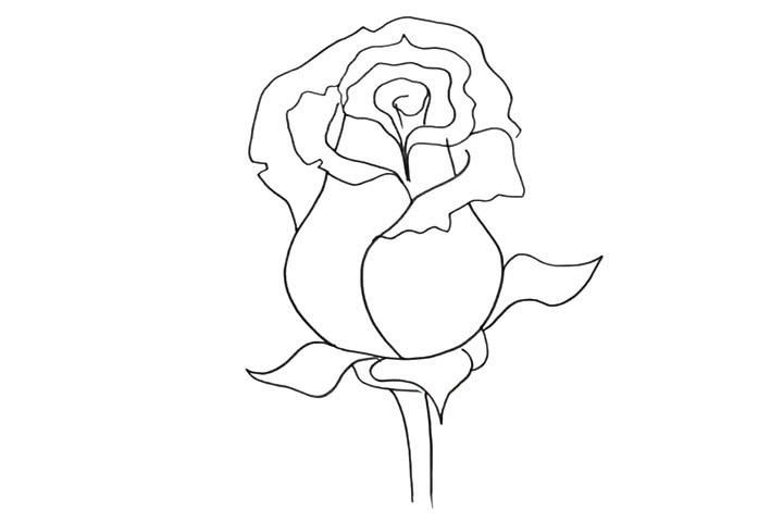 粉玫瑰简笔画画法步骤