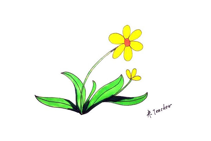 太阳花简笔画画法步骤