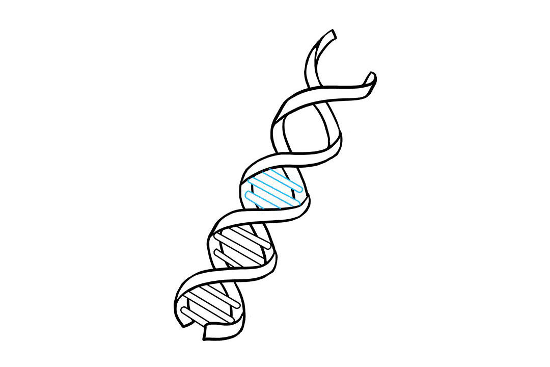 生物DNA怎么画