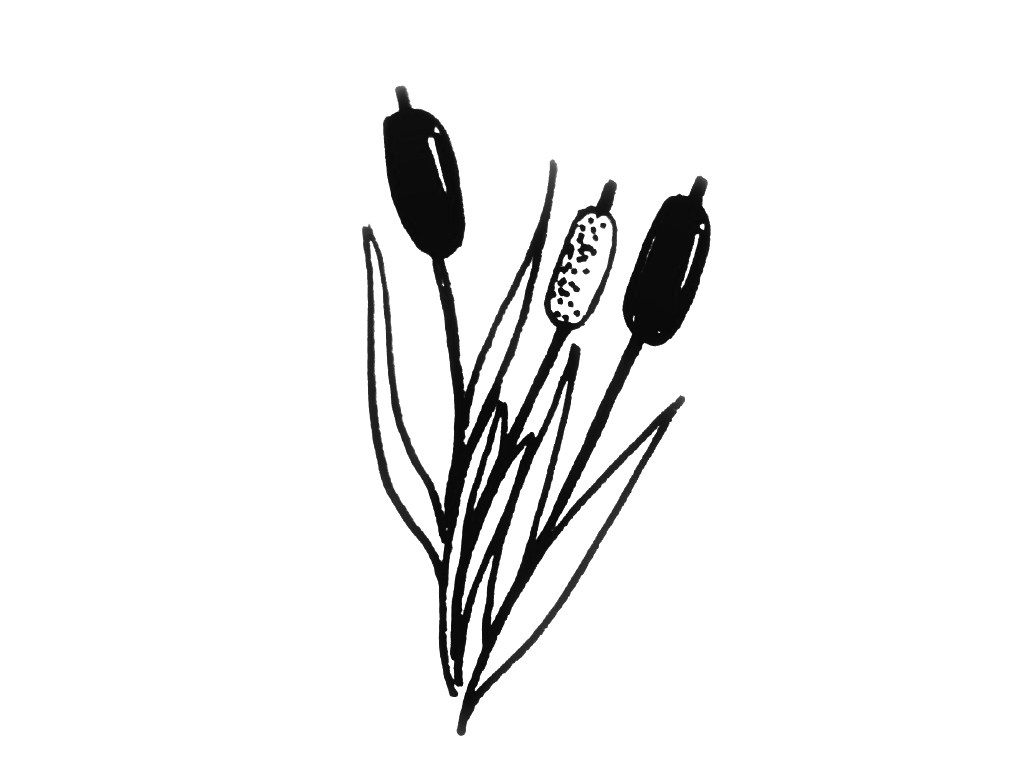 一组小植物简笔画图片