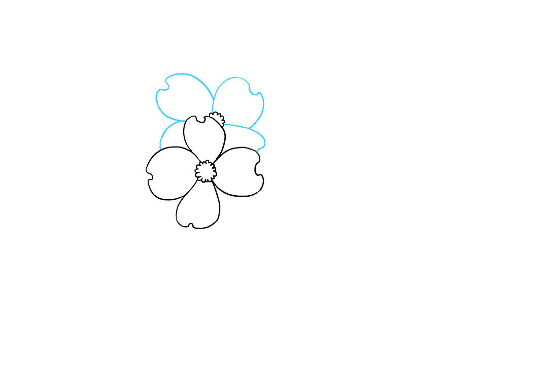 如何画山茱萸花简笔画
