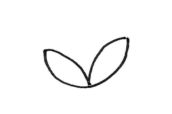 马蹄莲简笔画画法步骤