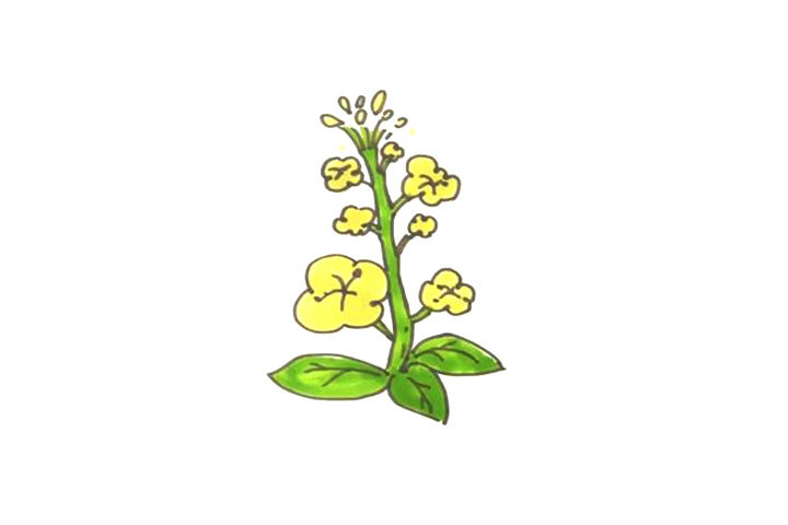 春天的花朵简笔画 一朵田野里金灿灿的油菜花