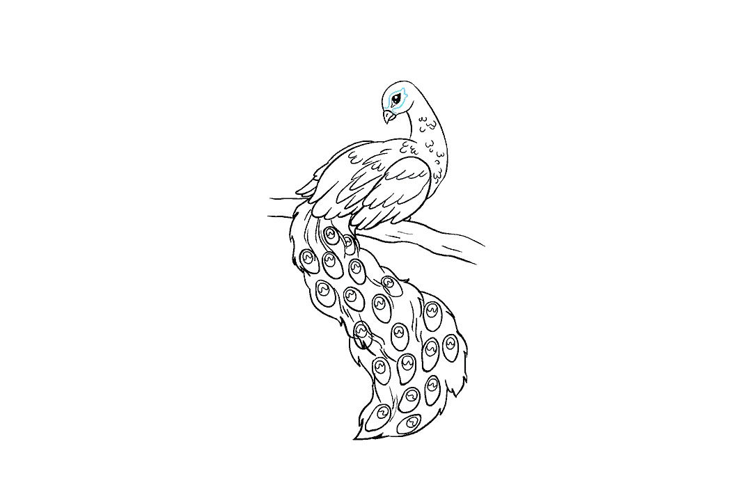 孔雀怎么画