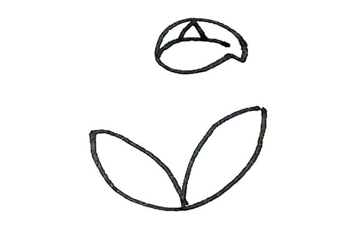 马蹄莲简笔画画法步骤
