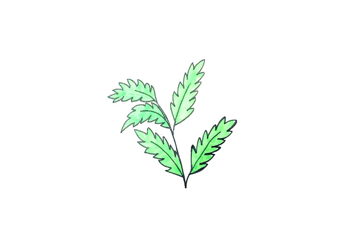 如何画艾草