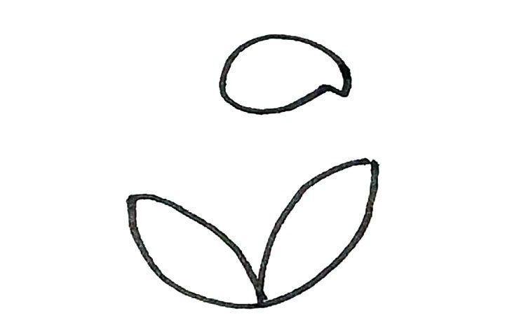 马蹄莲简笔画画法步骤